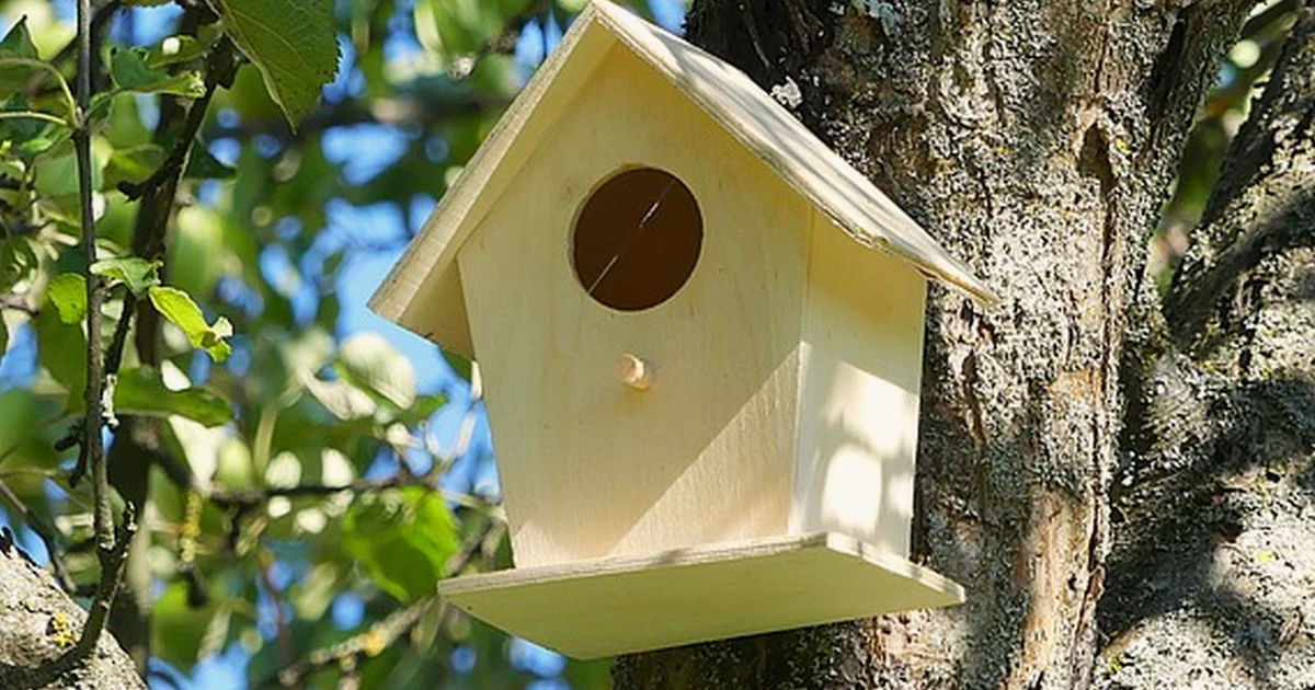 75 Bird Boxes: What They Mean for Garden Birds