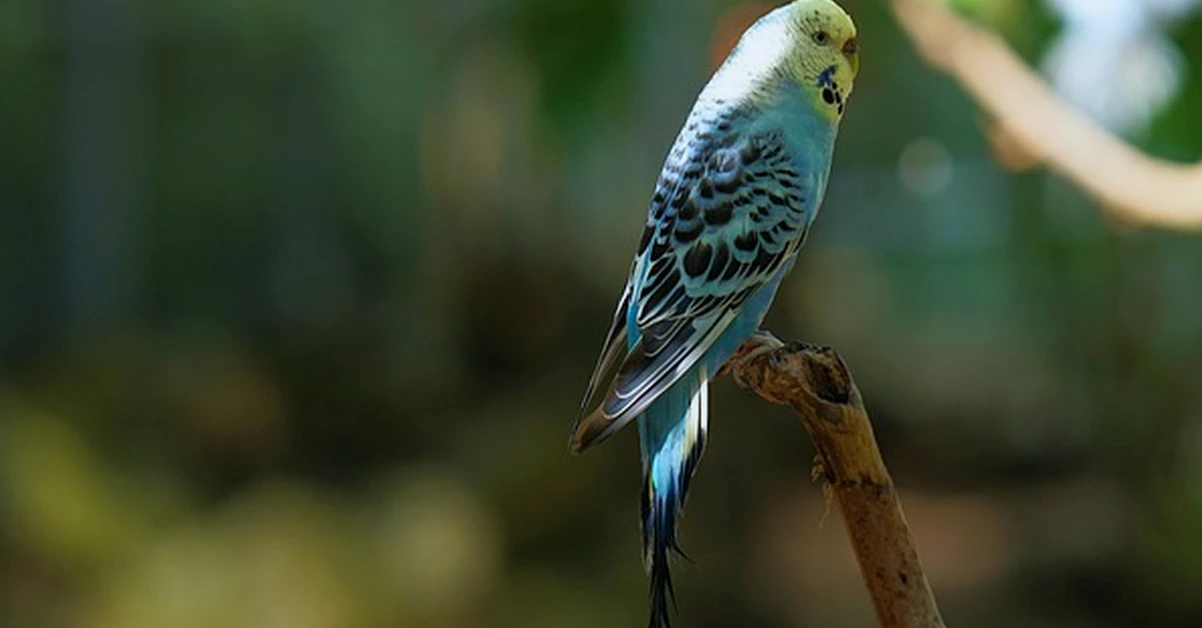 A budgie chirp’s meaning changes with its posture