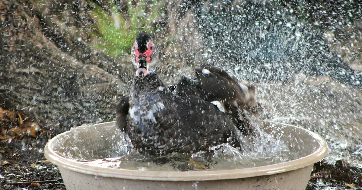 A UK plug won’t make a heated bird bath outdoor-safe