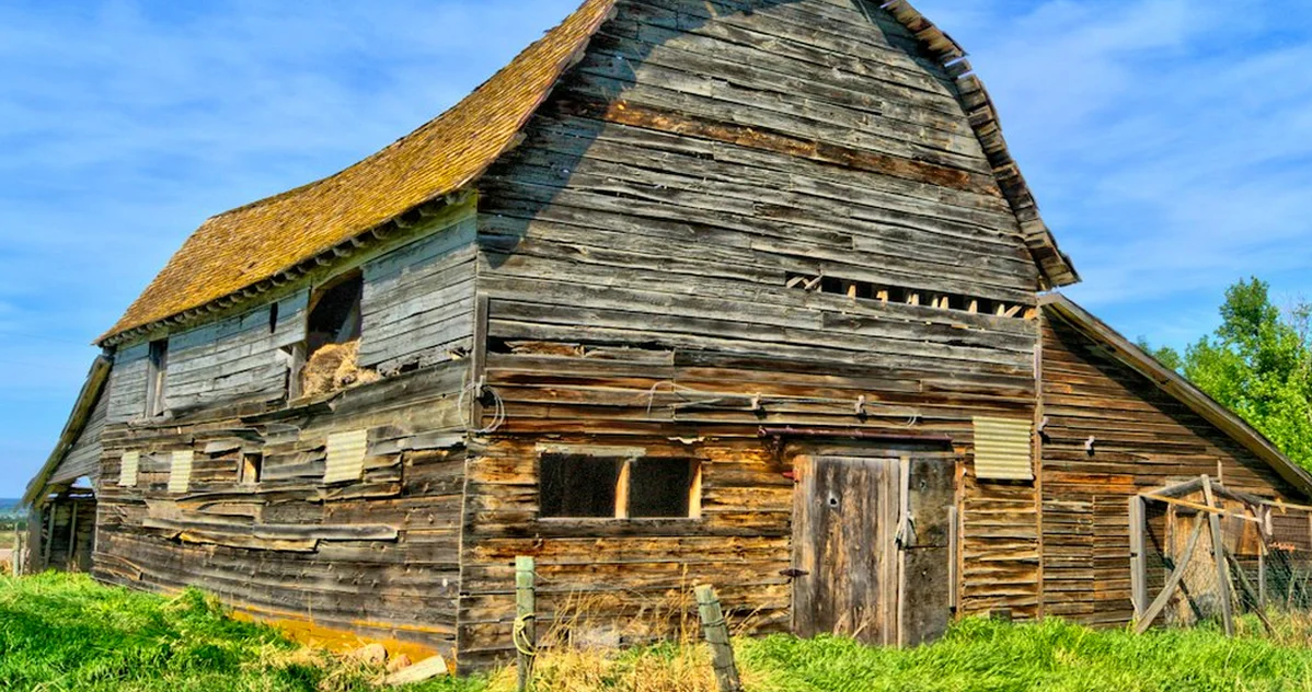 An occupied barn owl box is not yours to inspect