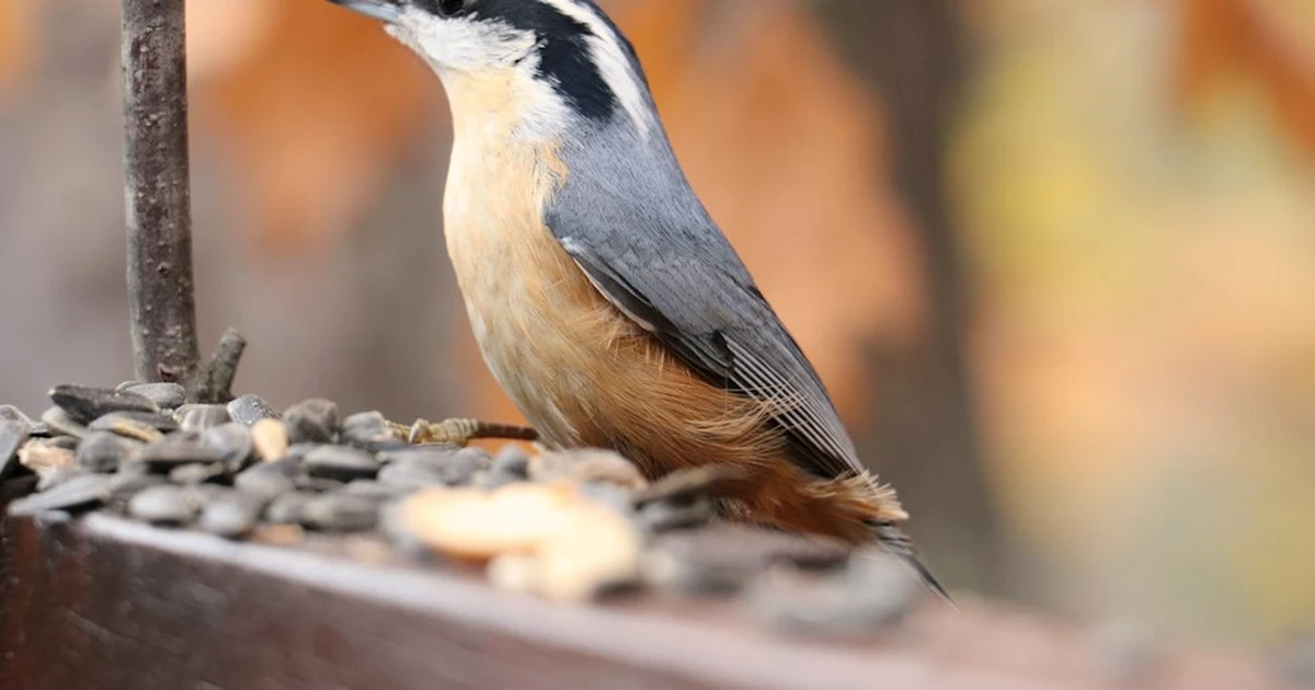 Autumn bird feeder advice for UK migration season