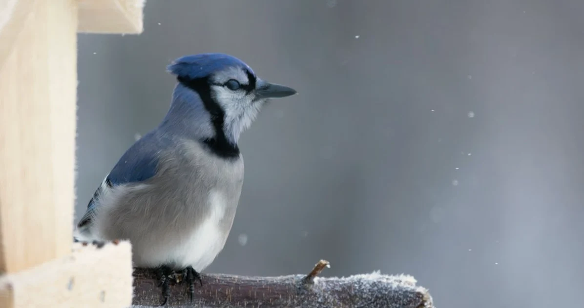 Avian flu news alone needn't close your bird feeder