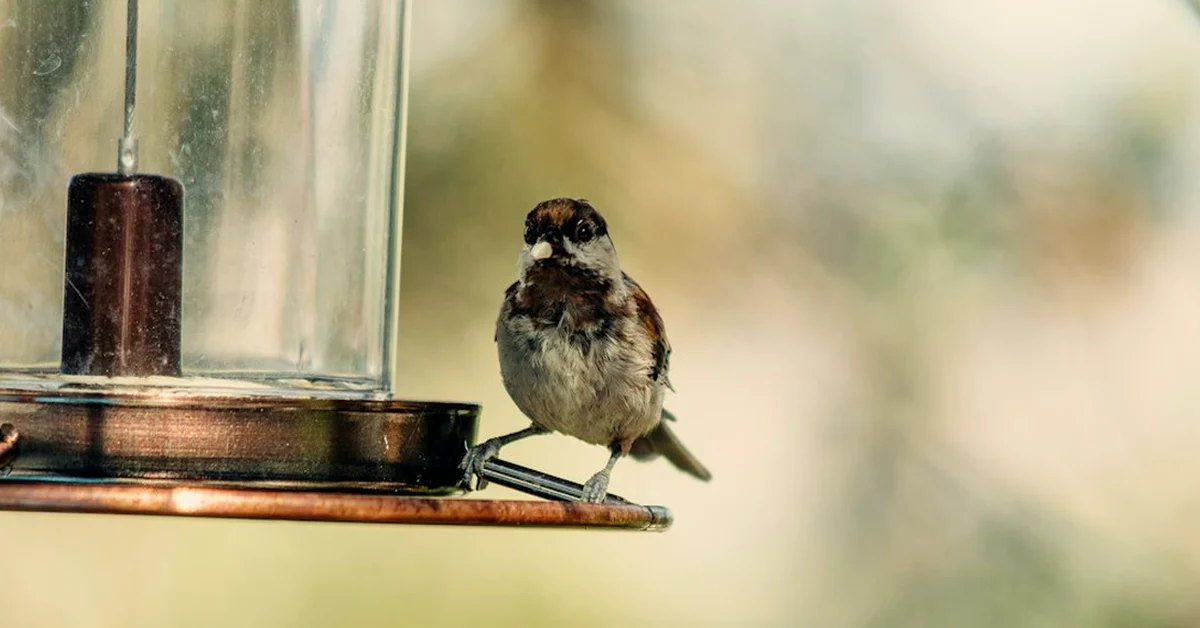 Avoid an RSPB bird feeder that traps damp food