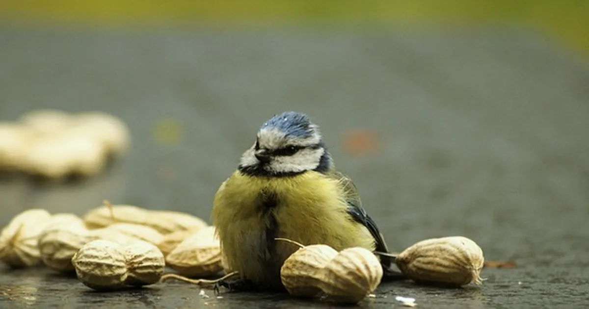 Avoid the UK bird peanut mistake that risks chicks