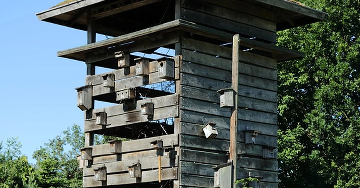 Bird Nests in Gardens: UK Rules Explained