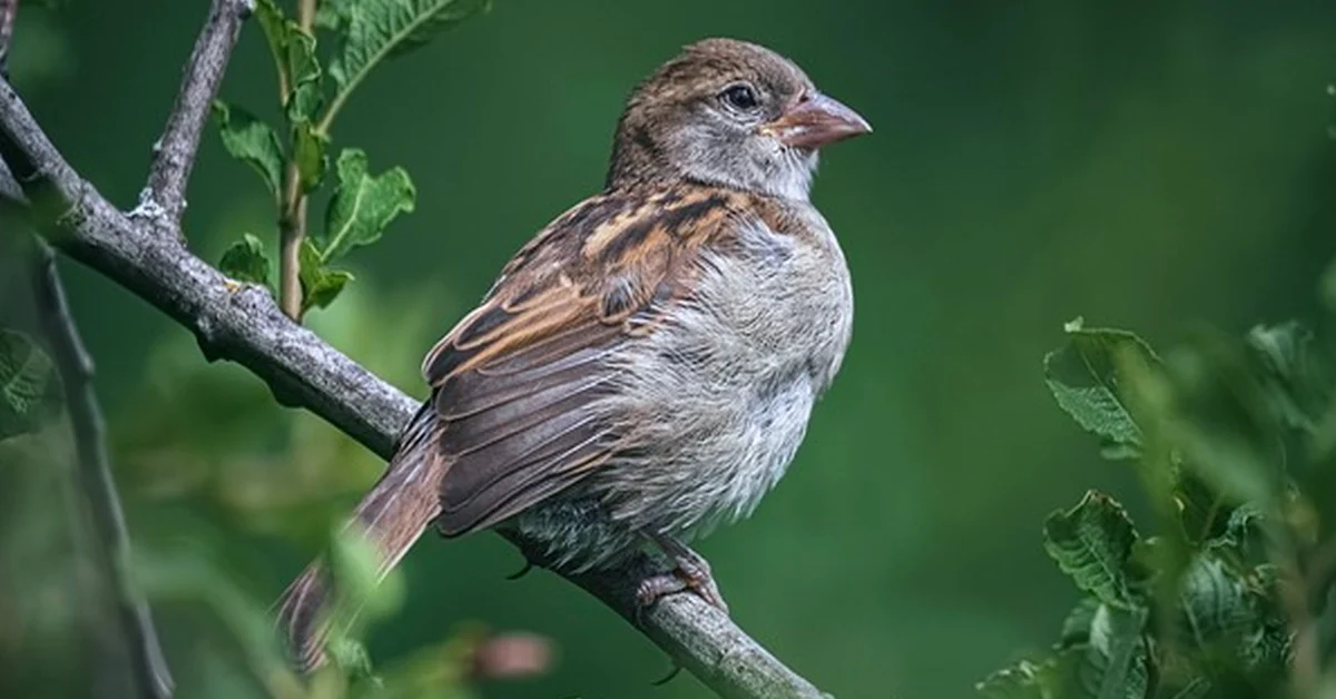 Choose a UK bird seed mix for more birds and less waste