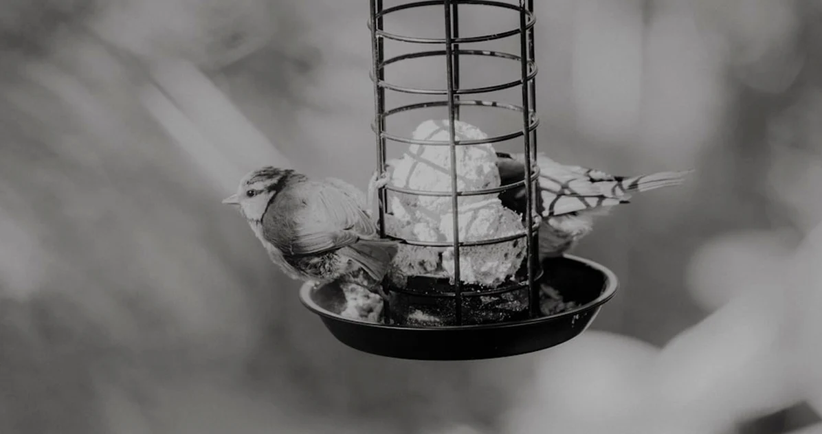 Clean Bird Feeders for Healthy Autumn Garden Birds
