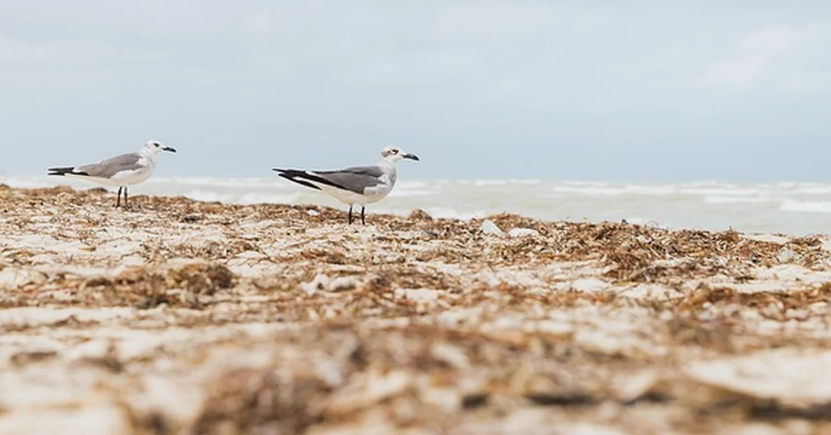 How to Deter Seagulls From Garden Bird Feeders