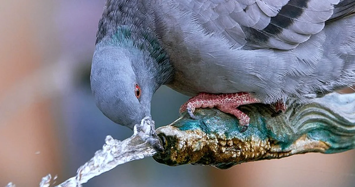 Does shade stop your bird bath fountain from working?