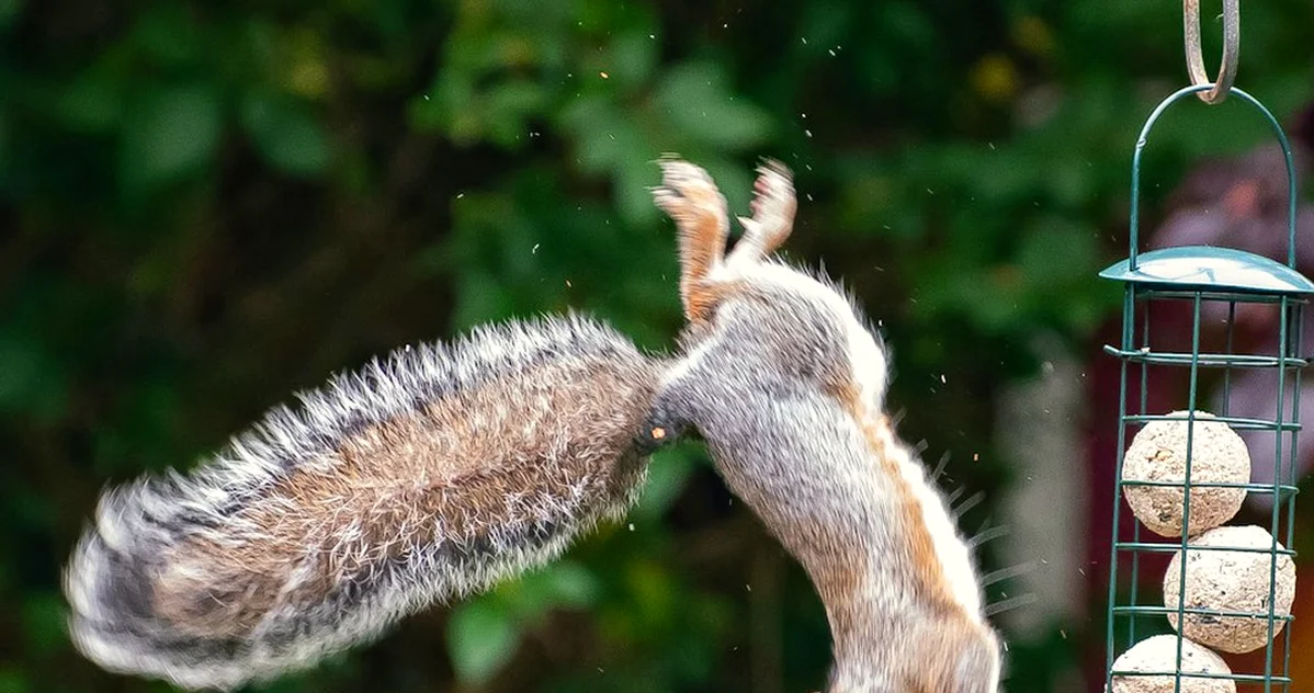 Don't choose squirrel-proof fat-ball feeders by cage