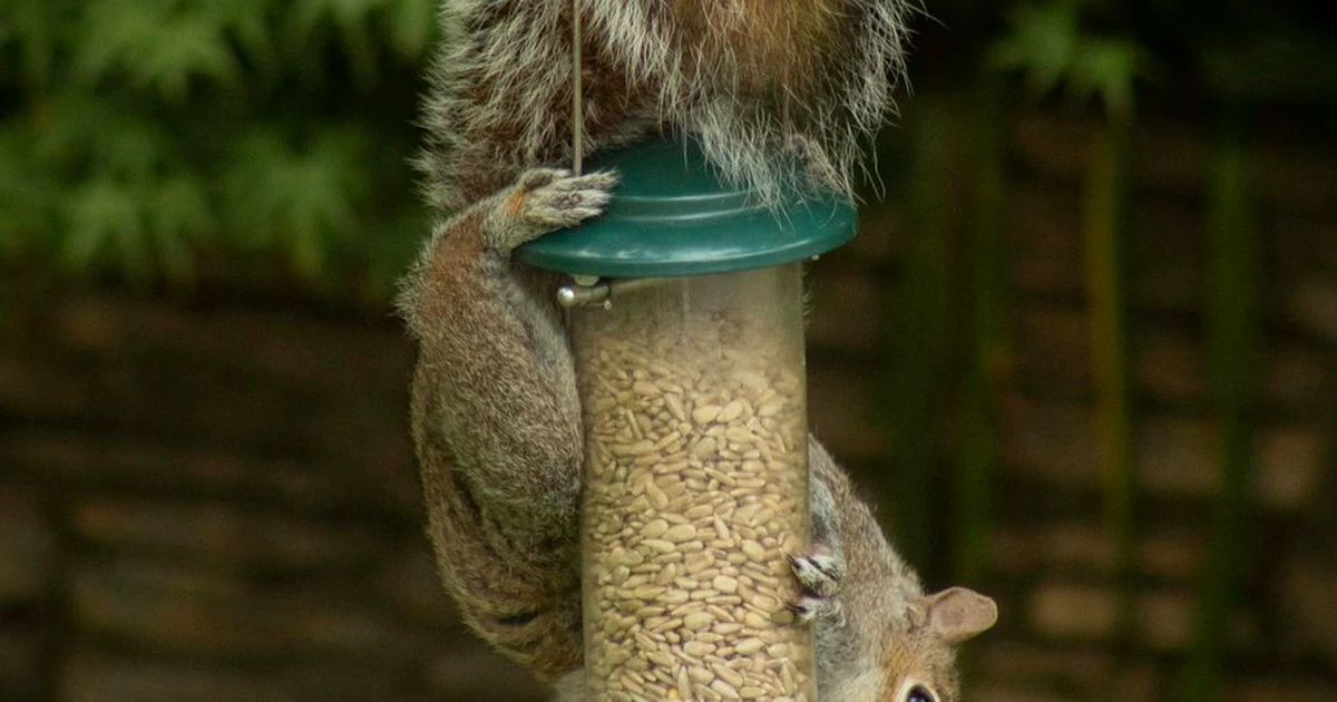 Don't hang a squirrel-proof bird feeder by a fence