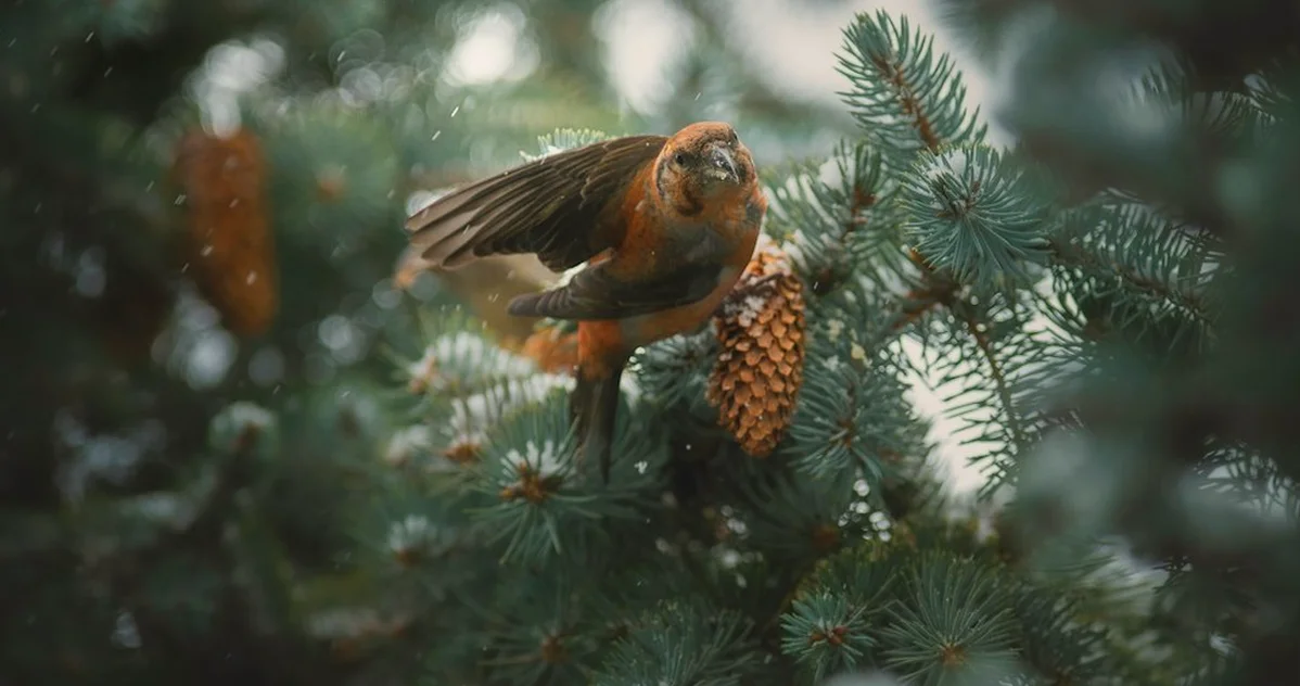 Don't leave your pine cone bird feeder out to spoil