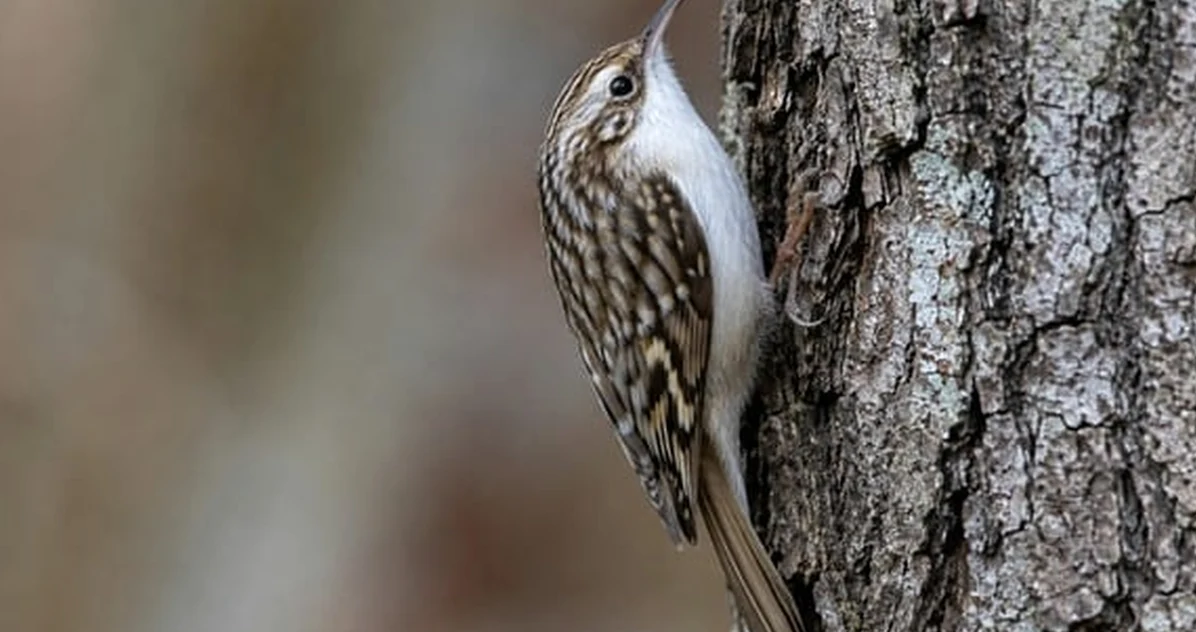 Don't mistake a treecreeper bird for a nuthatch