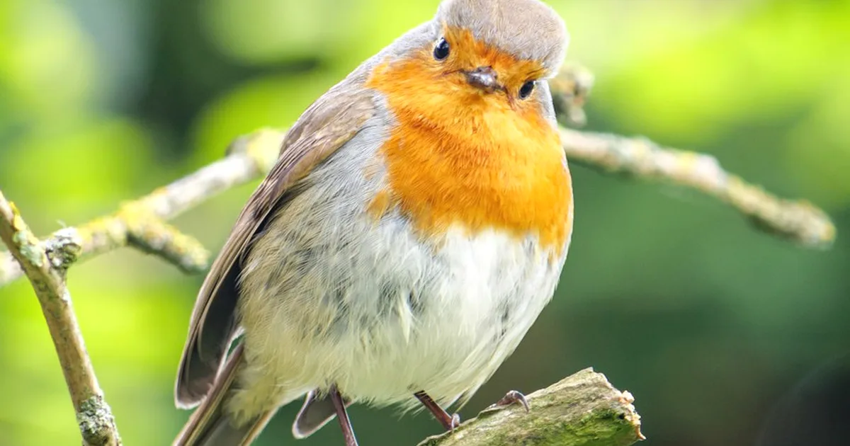 Don’t mistake Robin Food for safe food for robins