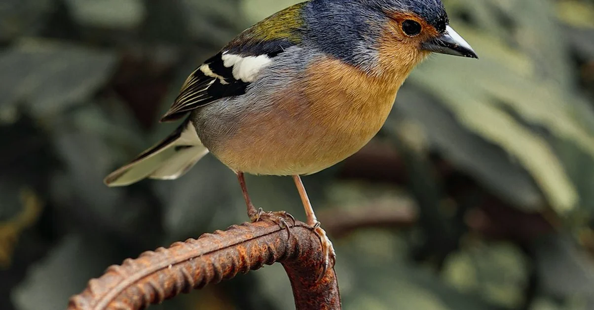 Don't remove feeders over avian flu in UK gardens
