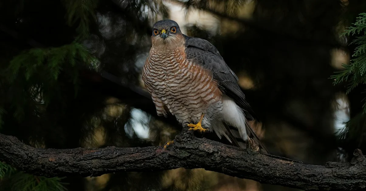 Don't remove garden feeders when a sparrowhawk visits