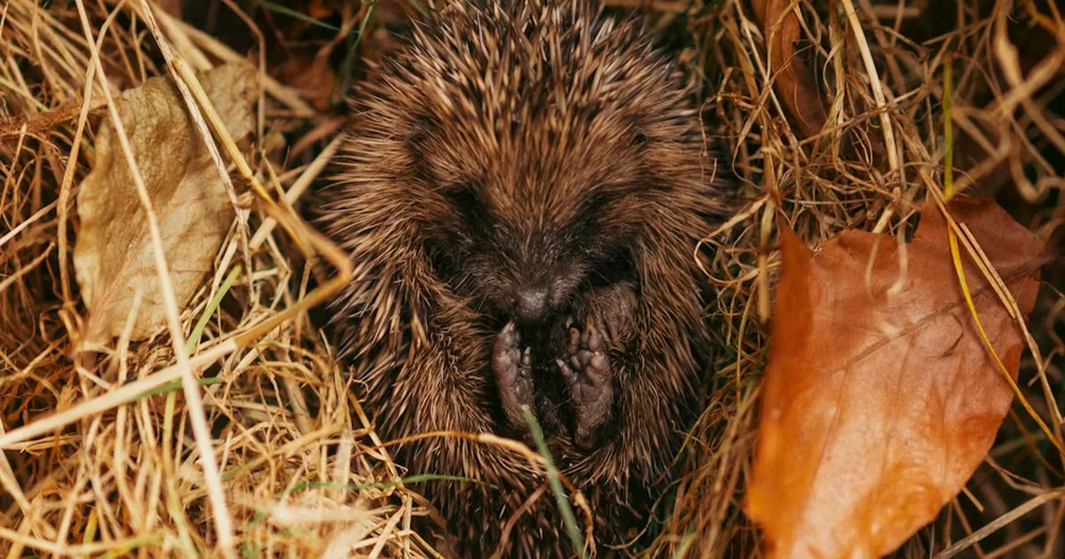 Hedgehog Hygiene at Bird Feeders: What to Do
