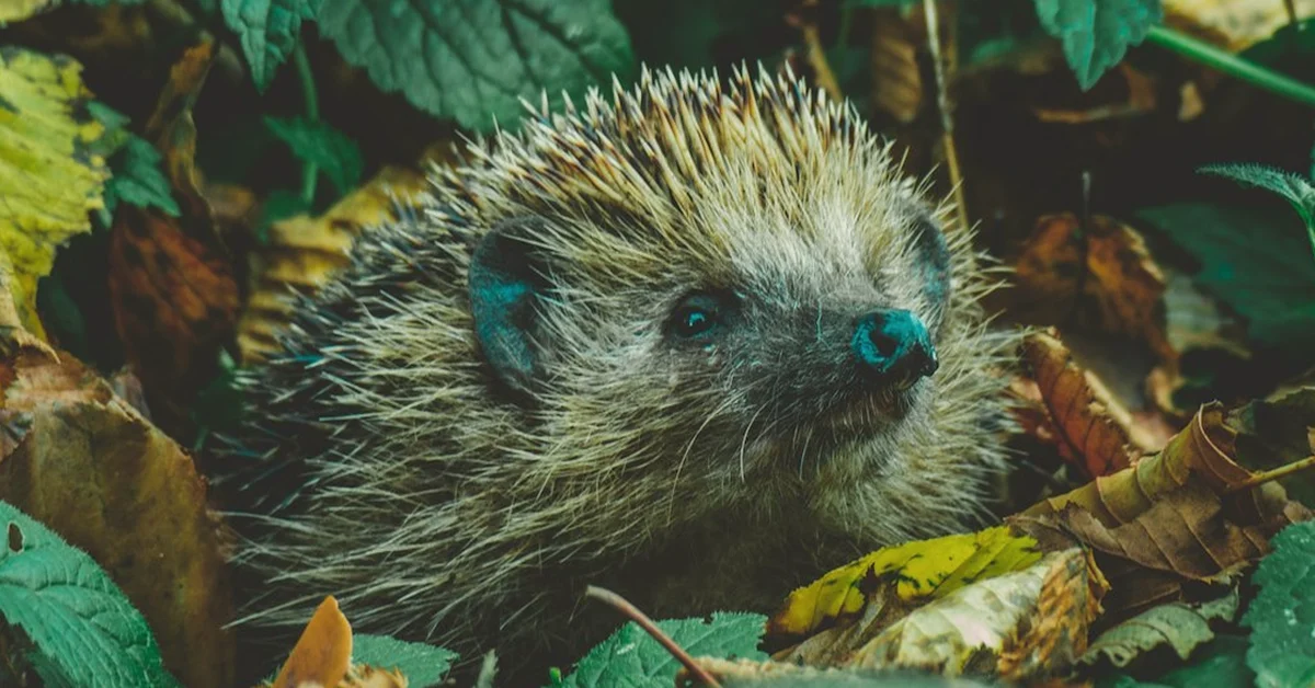 Hedgehog Hygiene: Safe Bird Feeding in UK Gardens