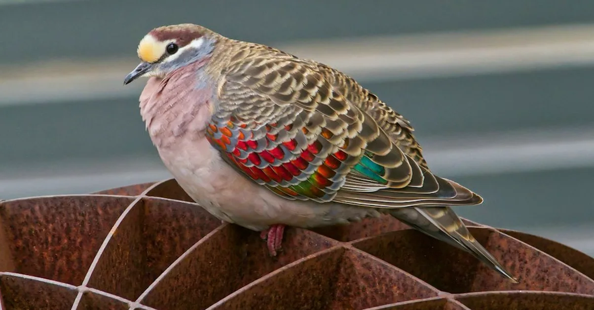 How to Attract Doves to UK Gardens in October