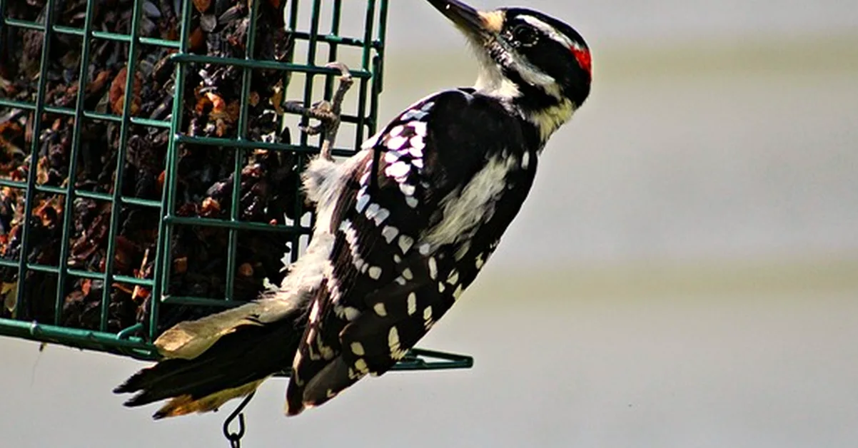 Leaving Suet Balls in Nets Can Harm Garden Birds