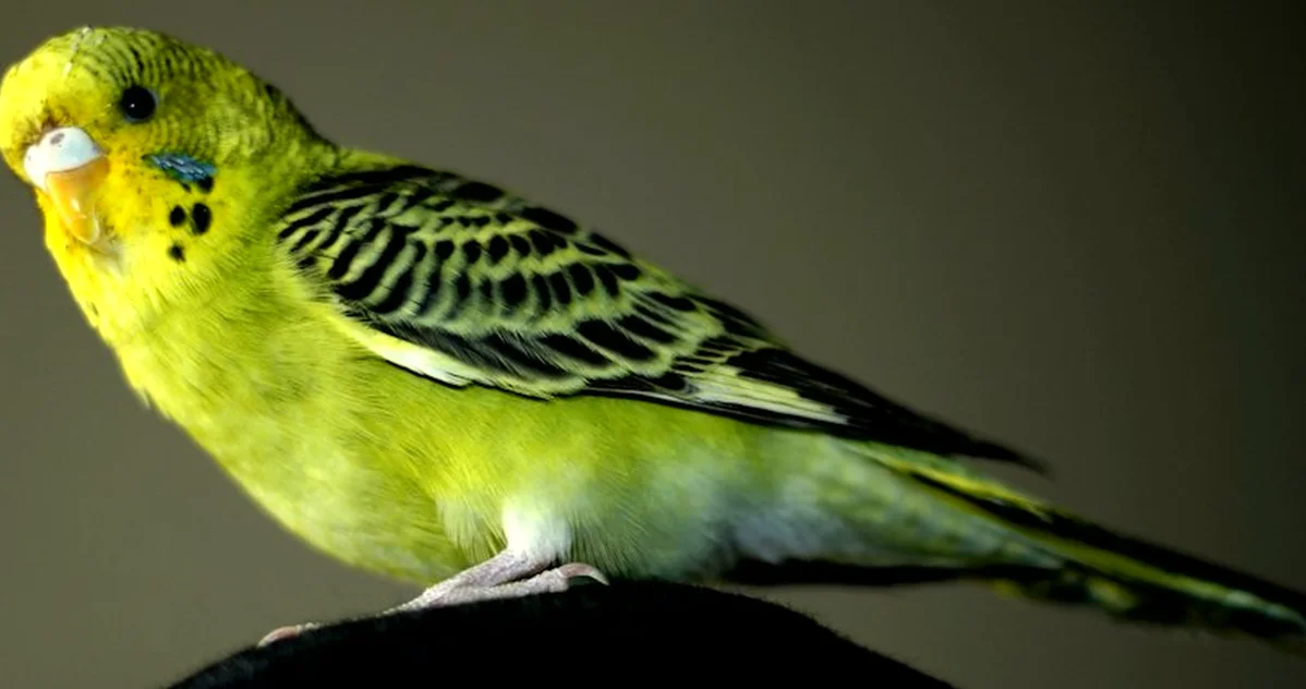 Mistaking a fluffed-up budgie for cold can delay care