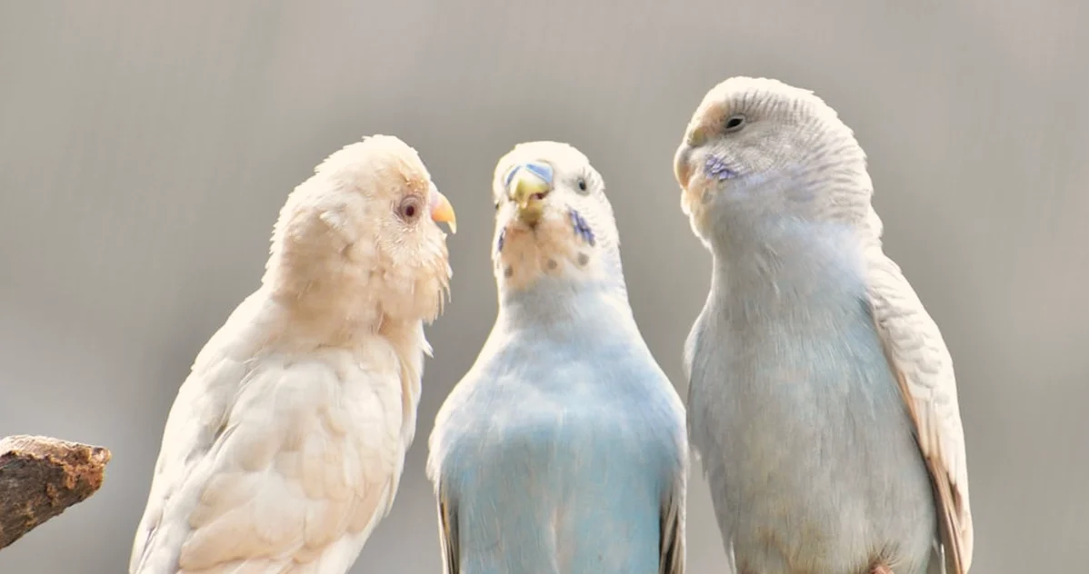 Budgie Toys: Add Enrichment Without Causing Stress