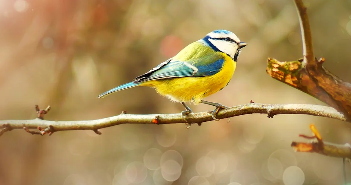 Most winter blue tits in England are residents