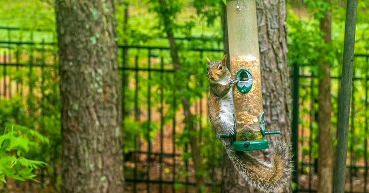 Move Bird Feeders Away From Your House