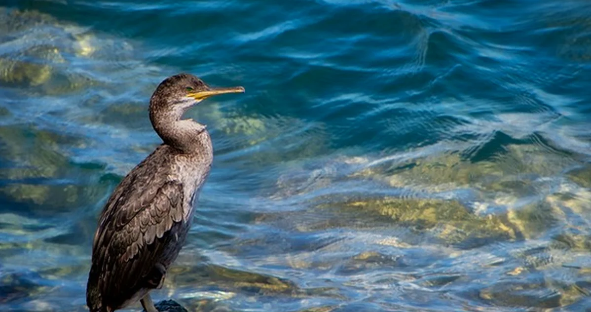 Norfolk Coast Bird Funding: What It Means for Gardens