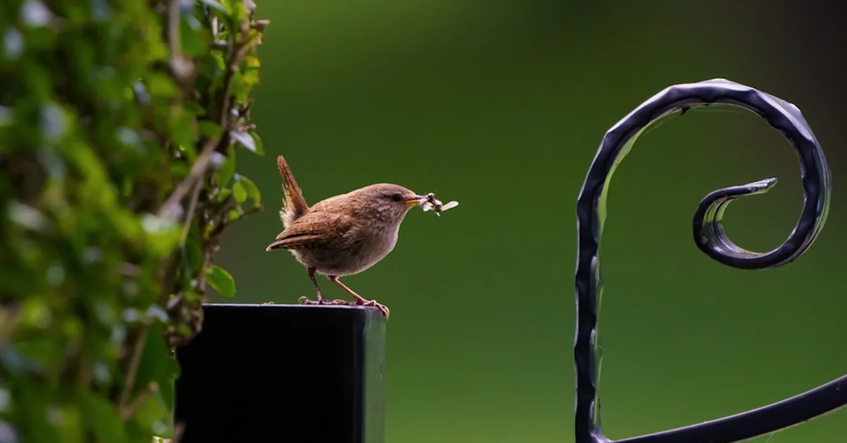 Nurdles and Garden Birds: What UK Feeders Can Do