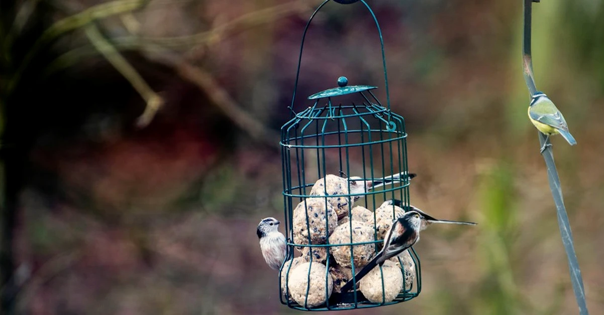 One Garden Bird: Why Quality Matters More Than Numbers
