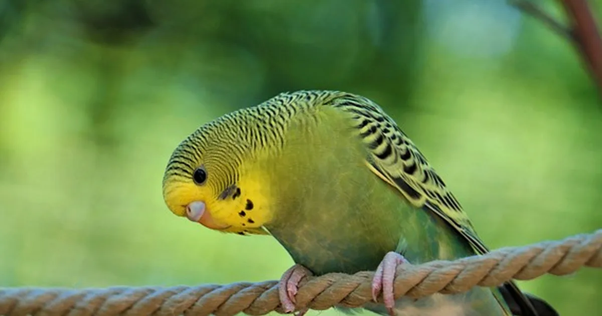 Overfilling your cage with budgie toys can stop flight