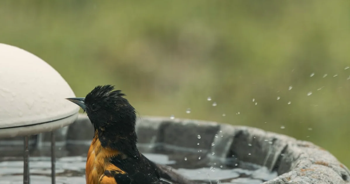 Put Out Water for Garden Birds and Hedgehogs