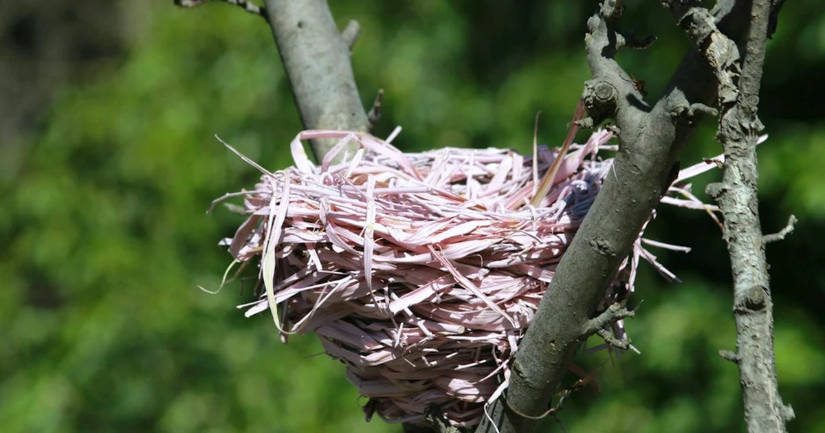 Putting a robin nest box by feeders can leave it empty