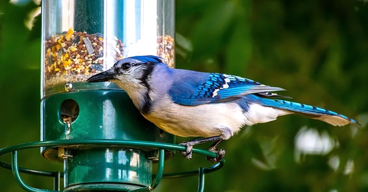 Stop moving a new feeder before birds find it