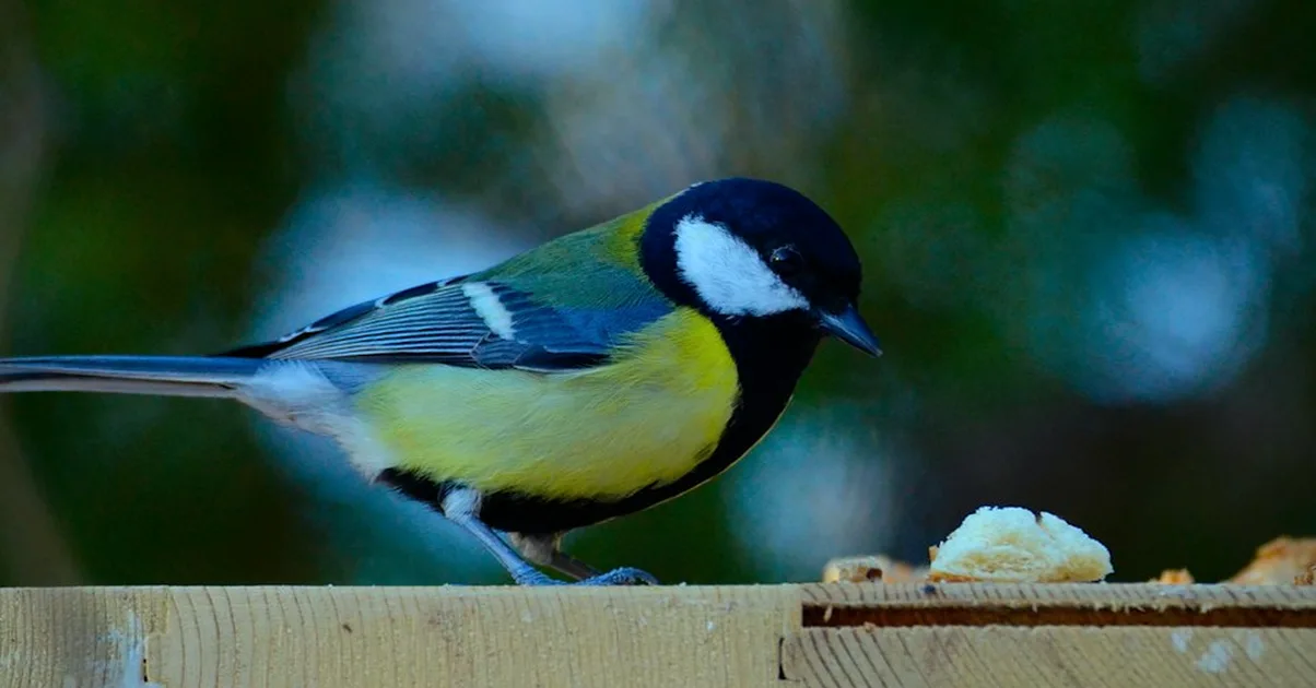 The RSPB does not call for a summer feeding ban