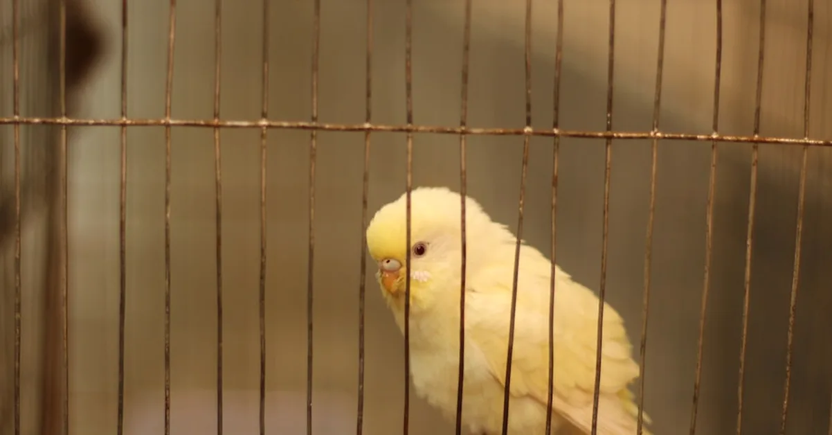 Turn budgie training into calm step-ups