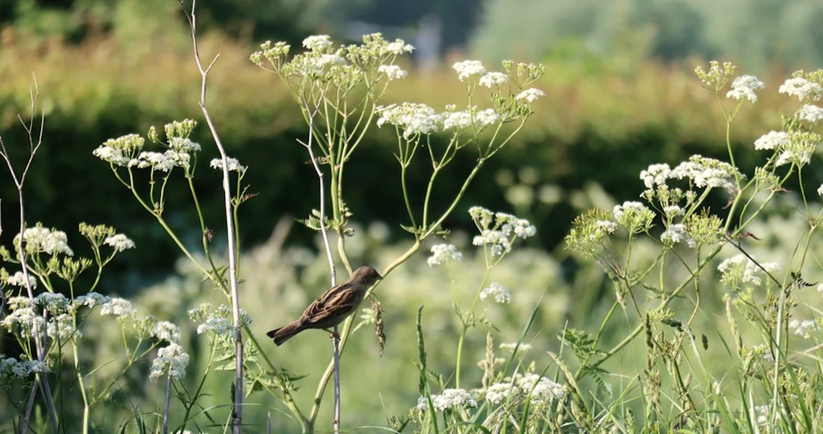 UK summer garden birds may be scruffy fledglings