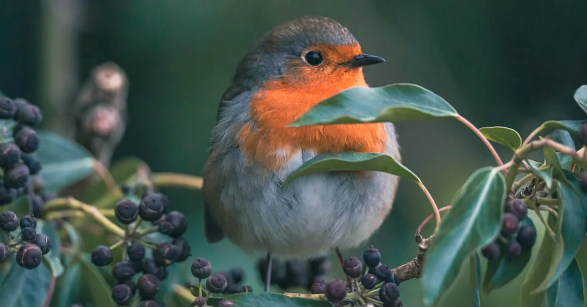 Water for Robins and Blackbirds in Your Garden