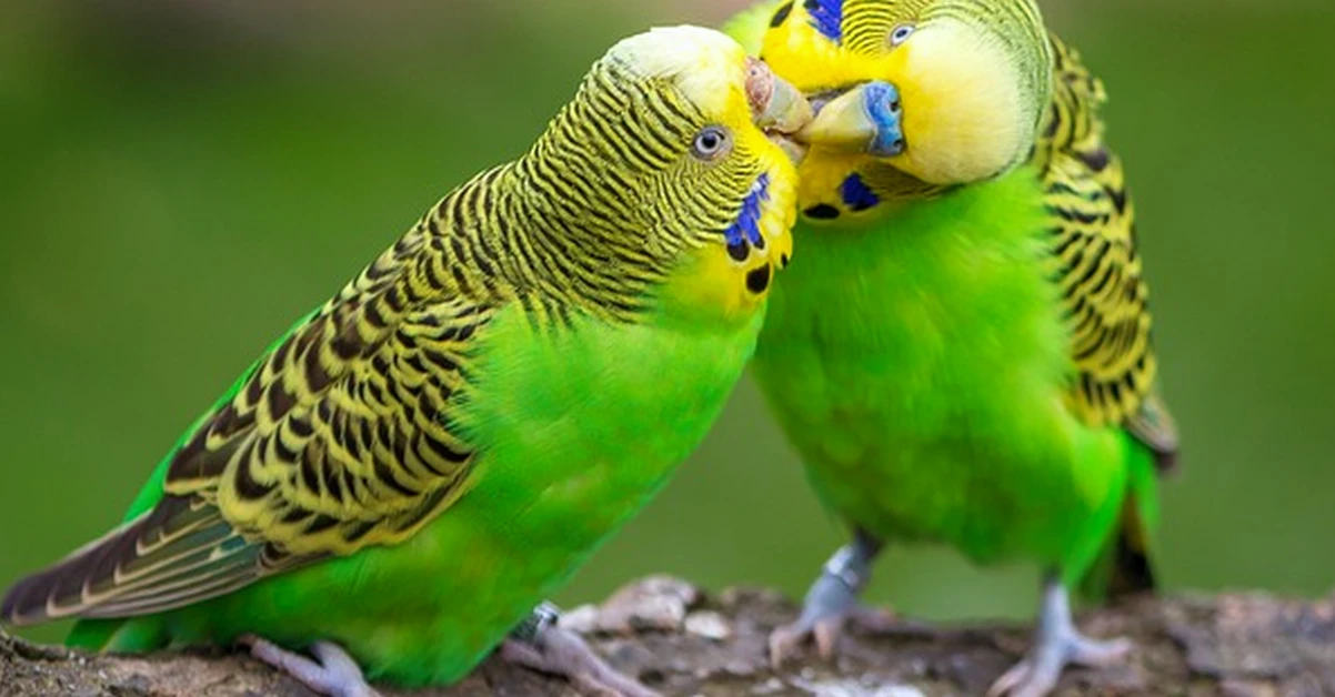 Weight loss may be the first sign your budgie is sick