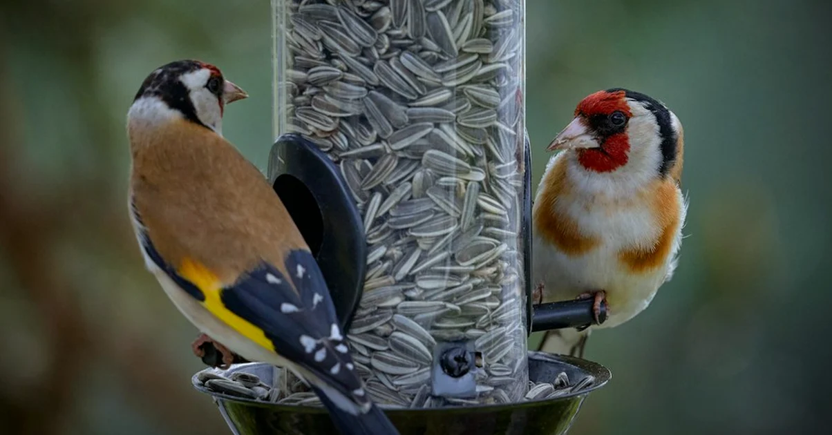 Where a garden bird feeder sits matters more than style