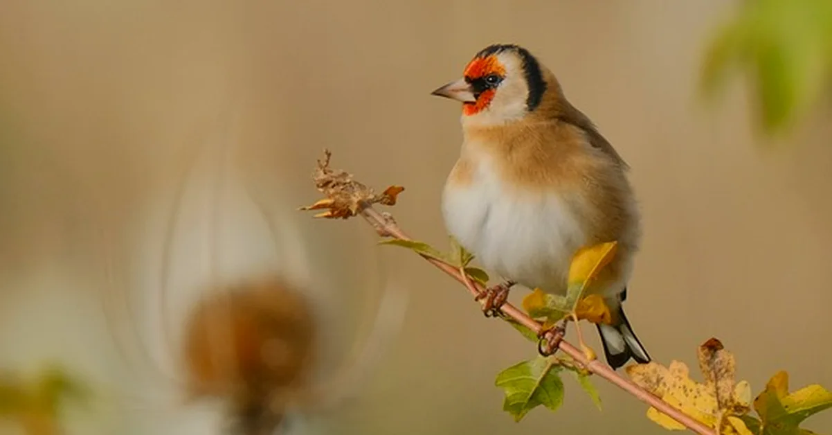 Nyjer Seed Feeder: Why Goldfinches Stay Away
