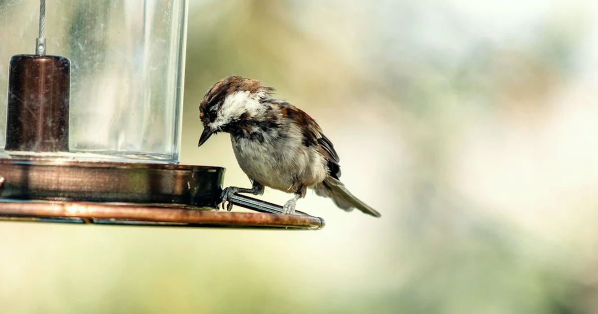 Why Rat-Proof Feeders Still Attract Rats in UK Gardens