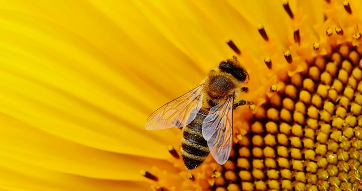 Why Sunflower Hearts Go Mouldy in Bird Feeders