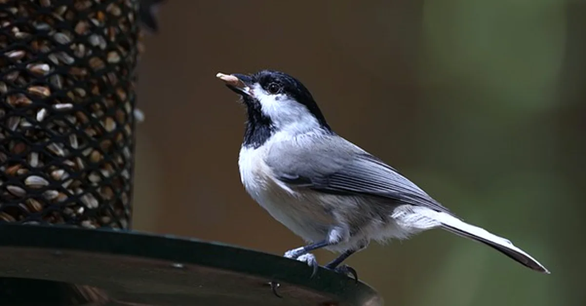 Why two full feeders can overload your bird hanger