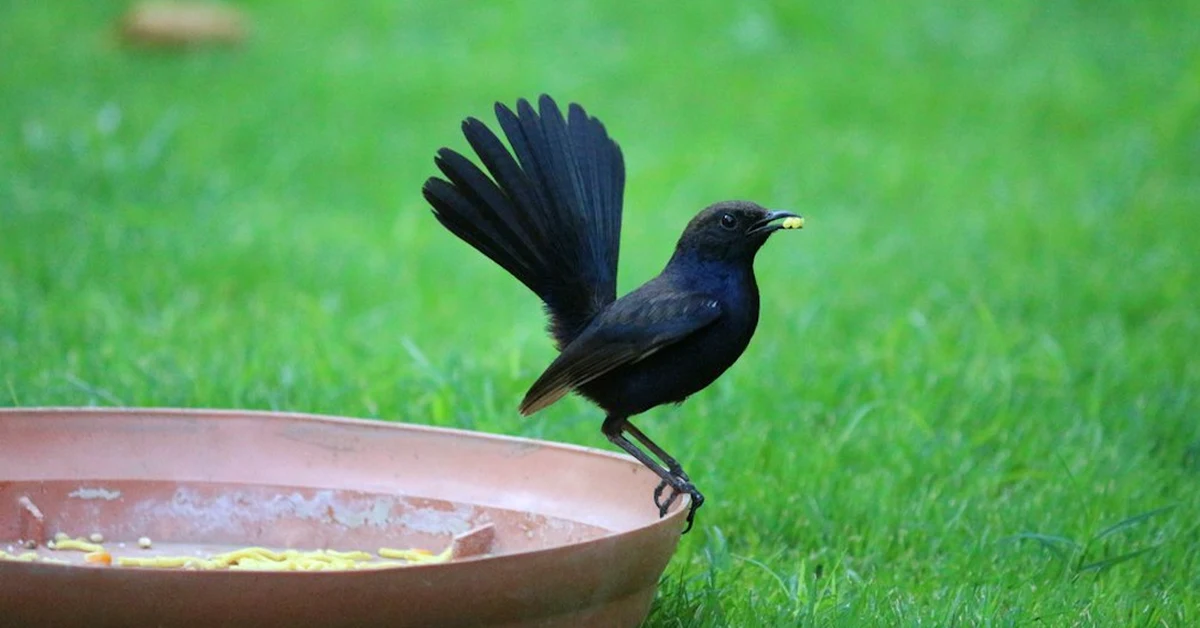 Why your garden bird feeder stand falls over