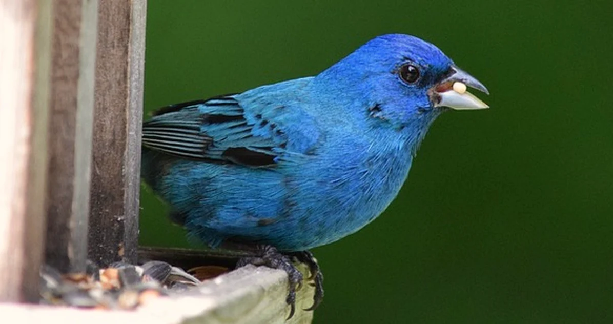 Why Your Niger Seed Feeder Wastes So Much Seed