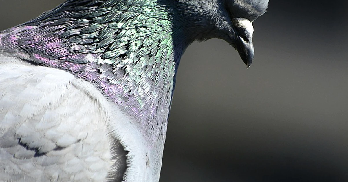 Why your pigeon-proof feeder blocks robins