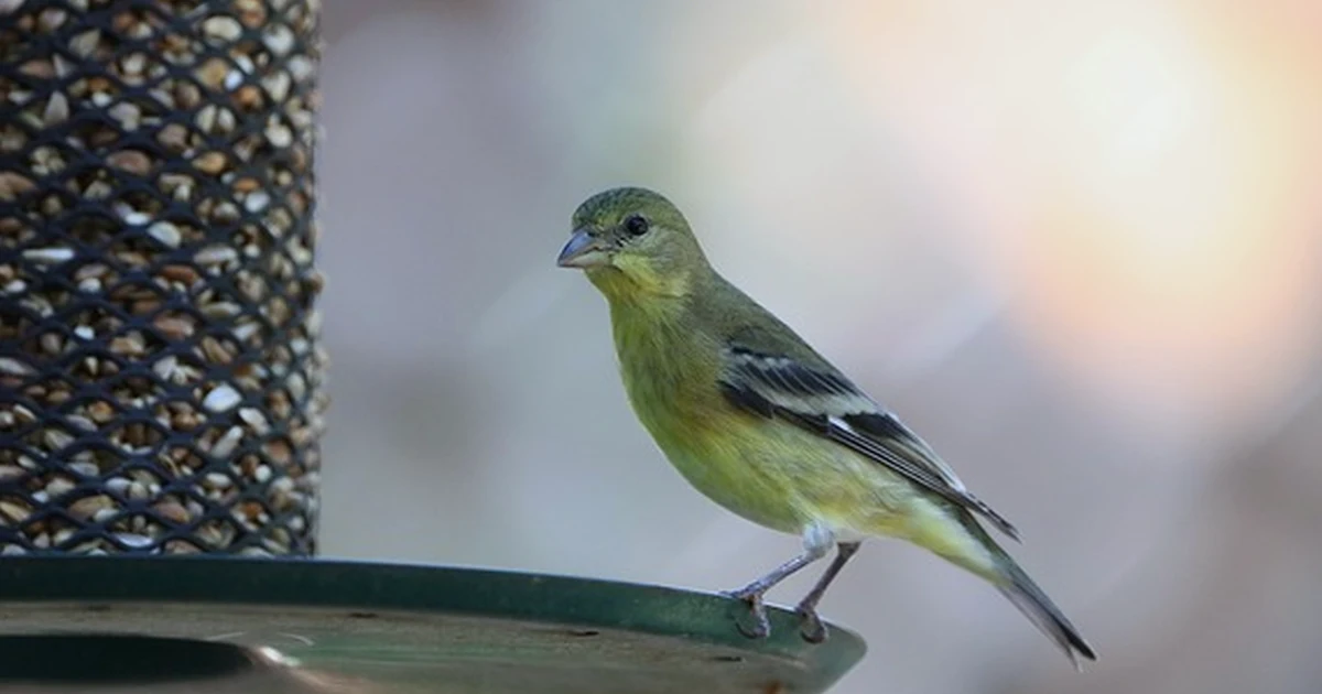 Why your Roamwild feeder still attracts starlings