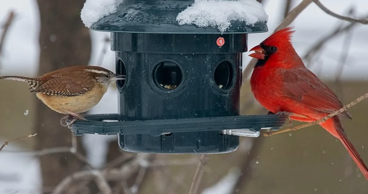 Your feeder tray may be feeding rodents